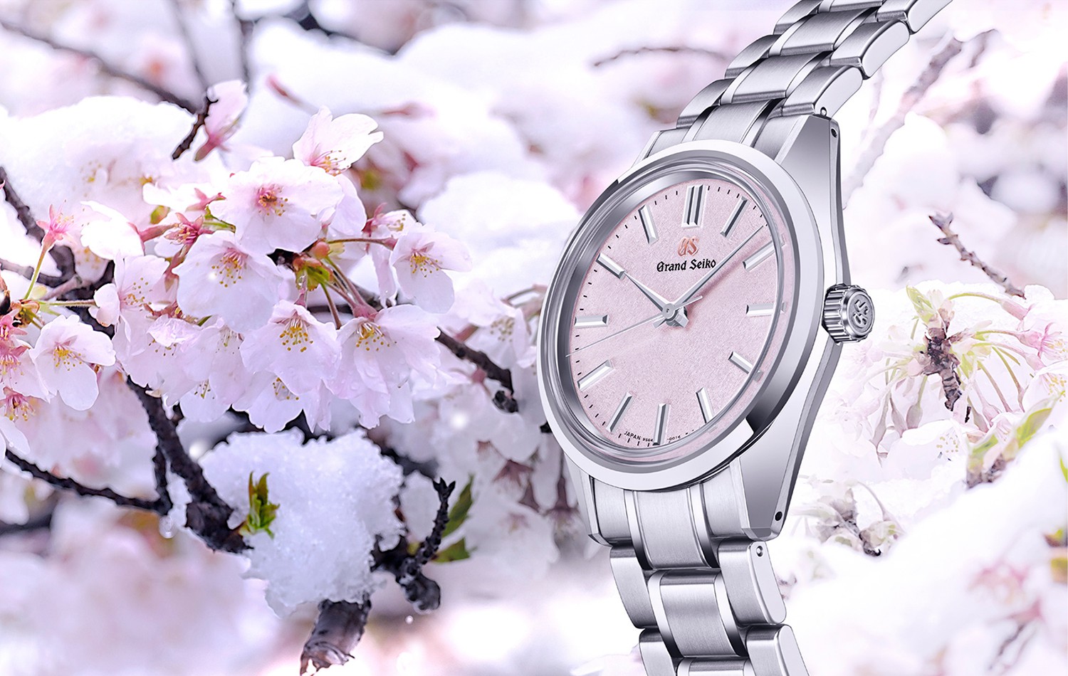 Sakura, spring and snow